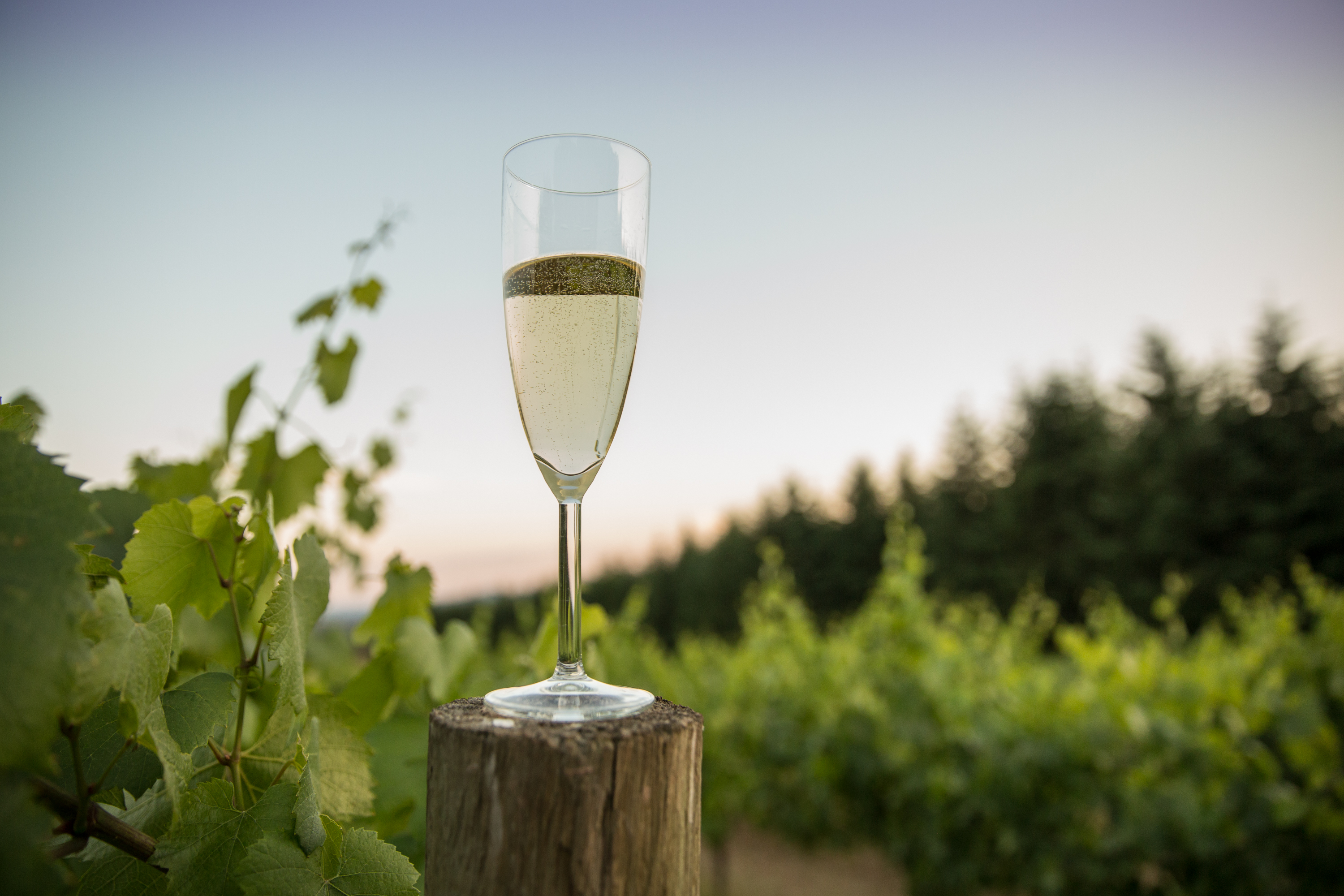 The Back Half Revolution Of California Sparkling Wine – Glass Of Bubbly